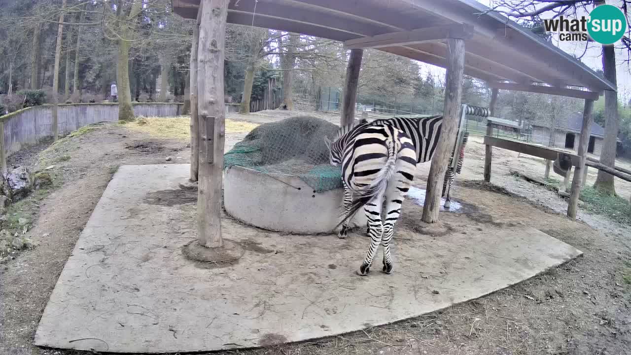 Live webcam Zebras in Ljubljana ZOO – Slovenia
