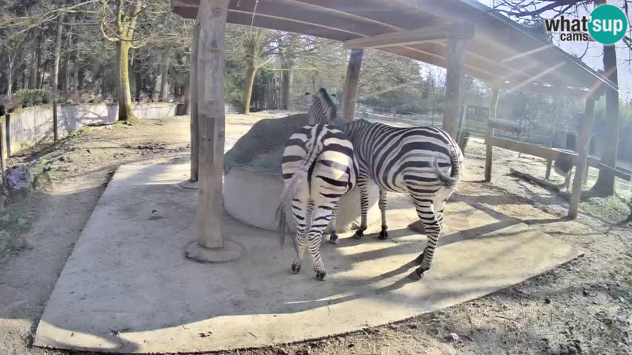 Le Zebre nello ZOO di Ljubljana – Slovenia Live webcam