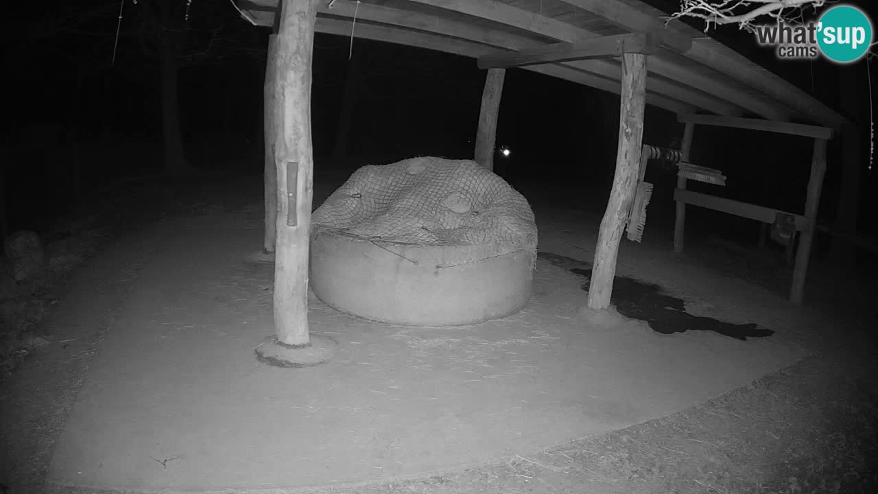 Live Webcam Zebras in Ljubljana ZOO – Slowenien