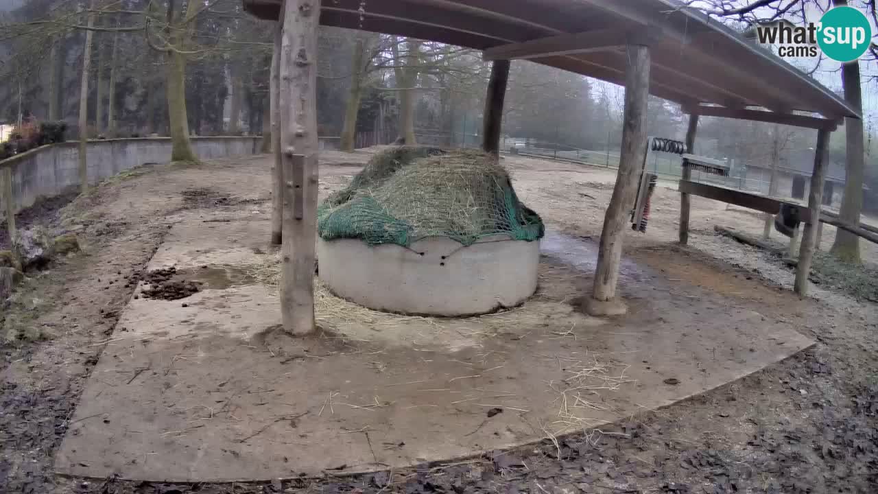 Le Zebre nello ZOO di Ljubljana – Slovenia Live webcam