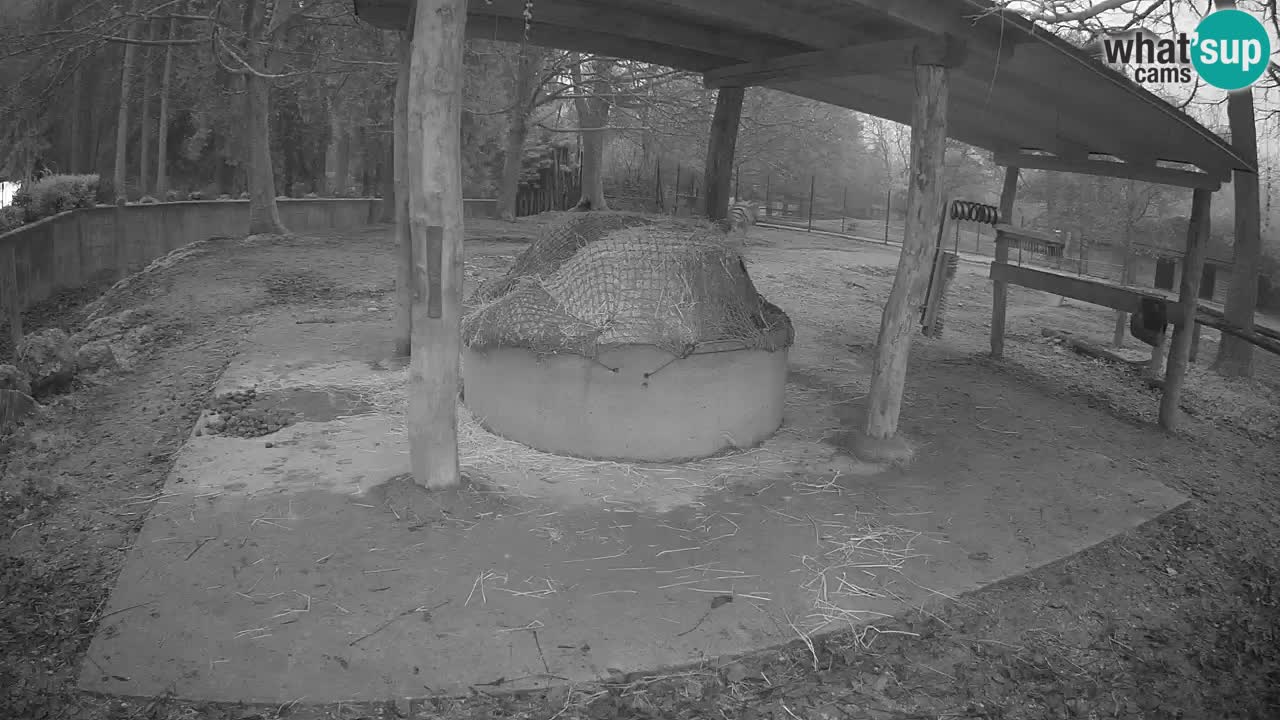 Camera en vivo Cebras in Ljubljana ZOO – Eslovenia