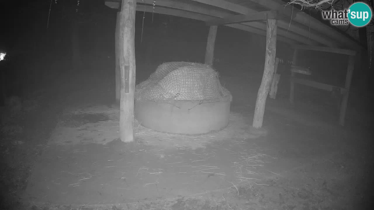 Live Webcam Zebras in Ljubljana ZOO – Slowenien