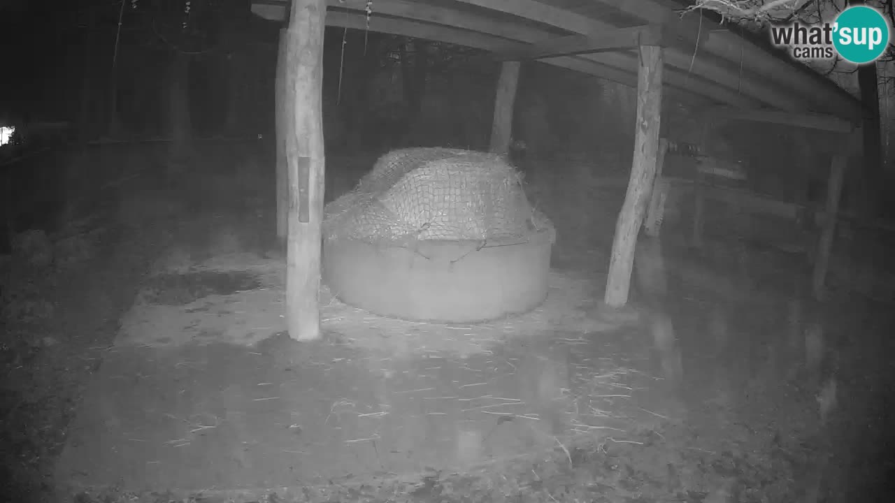 Live Webcam Zebras in Ljubljana ZOO – Slowenien