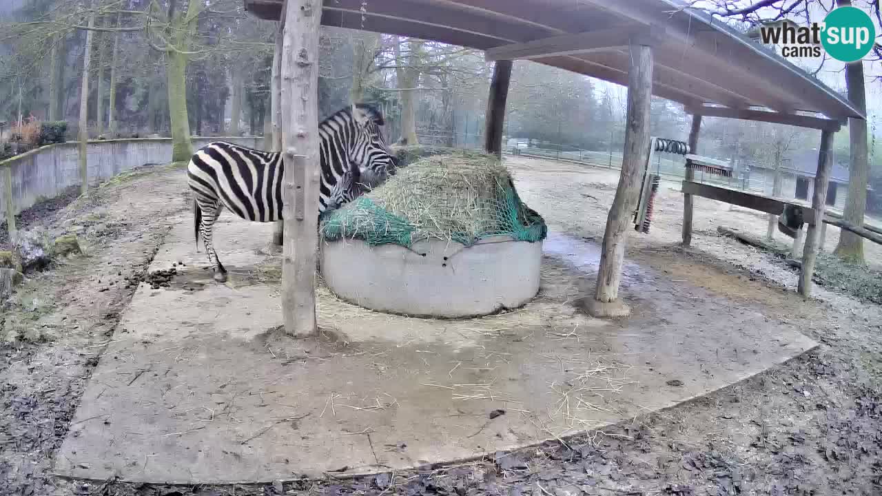 Live webcam Les zèbres in Ljubljana ZOO – Slovénie