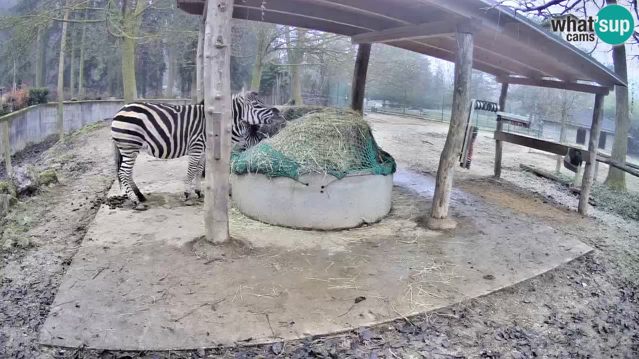Live webcam Les zèbres in Ljubljana ZOO – Slovénie