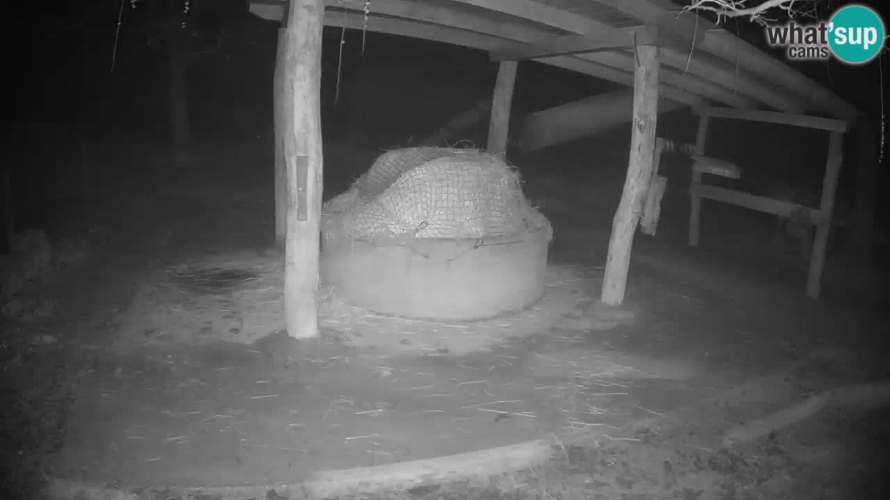 Camera en vivo Cebras in Ljubljana ZOO – Eslovenia