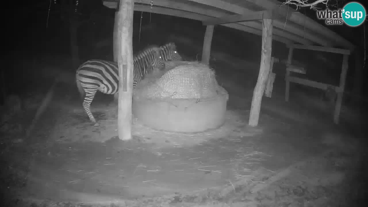 Live webcam Zebras in Ljubljana ZOO – Slovenia