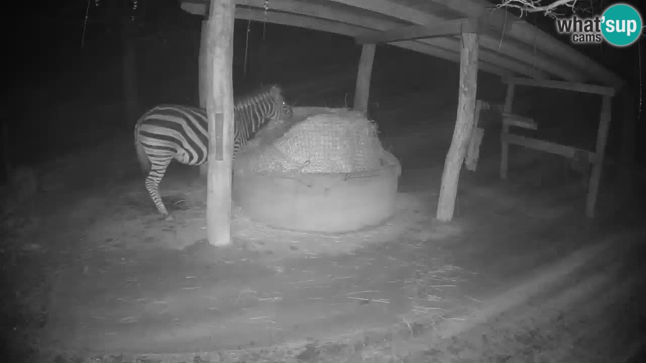 Le Zebre nello ZOO di Ljubljana – Slovenia Live webcam