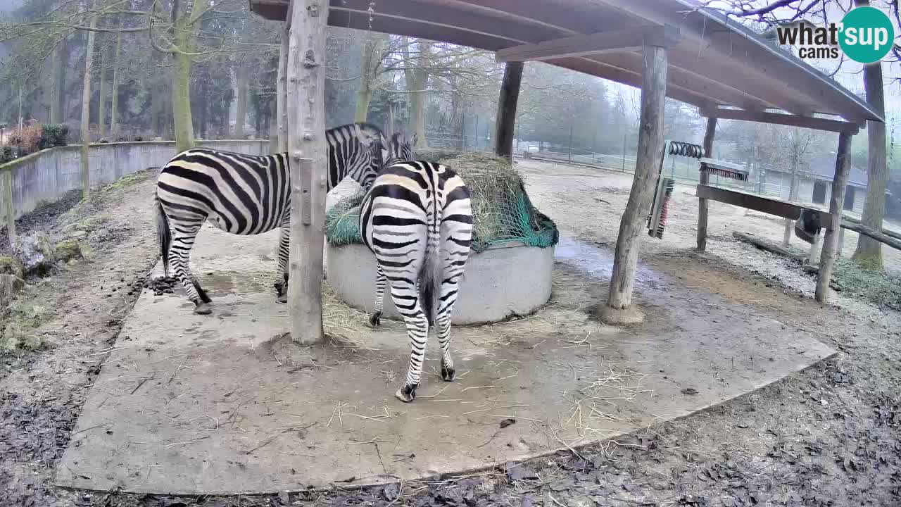 Web kamera uživo Zebras u ZOO Ljubljana – Slovenija