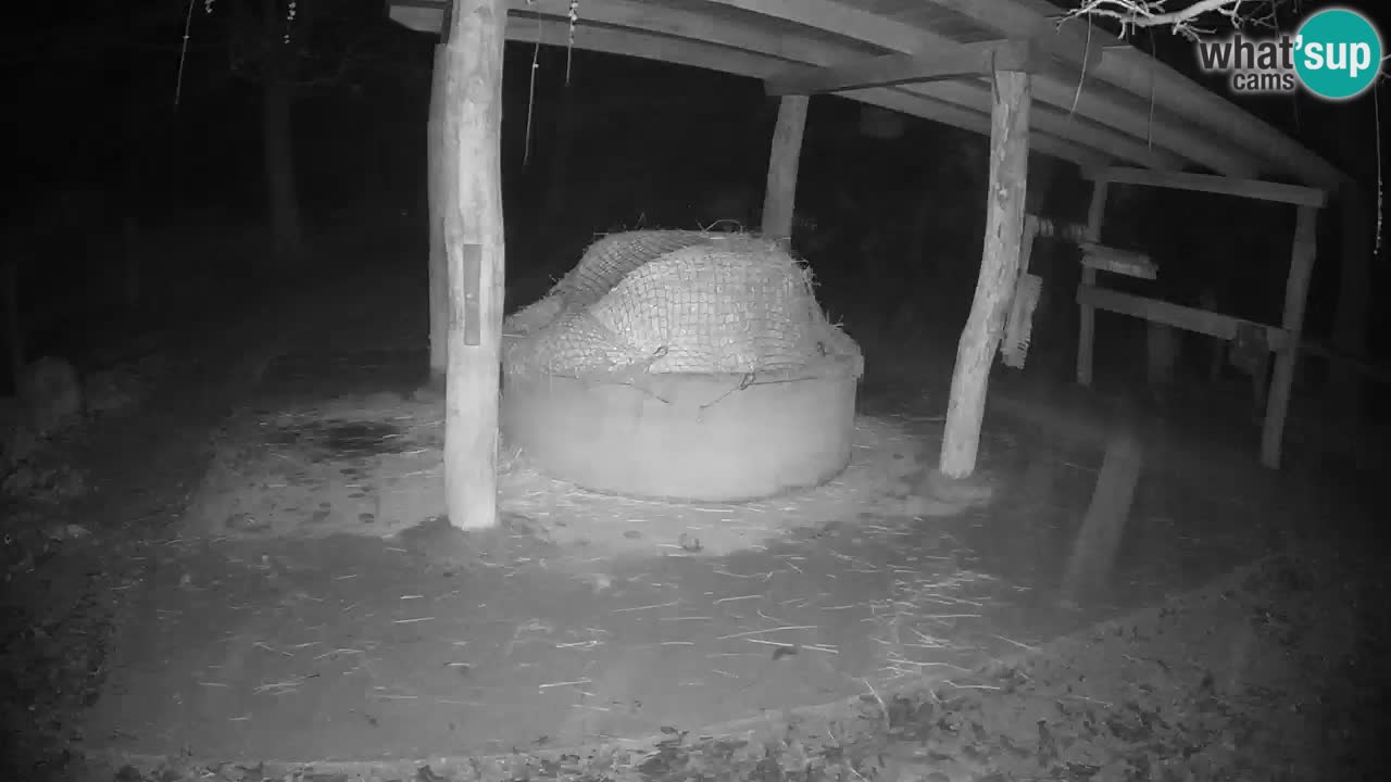 Live Webcam Zebras in Ljubljana ZOO &#8211; Slowenien