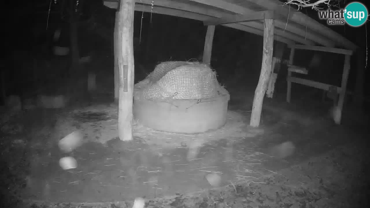 Web kamera uživo Zebras u ZOO Ljubljana – Slovenija