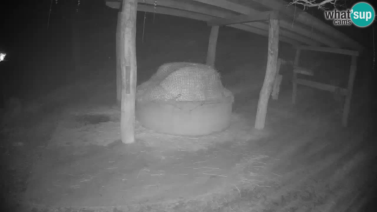 Le Zebre nello ZOO di Ljubljana – Slovenia Live webcam