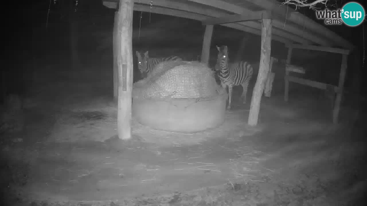 Live webcam Zebras in Ljubljana ZOO – Slovenia