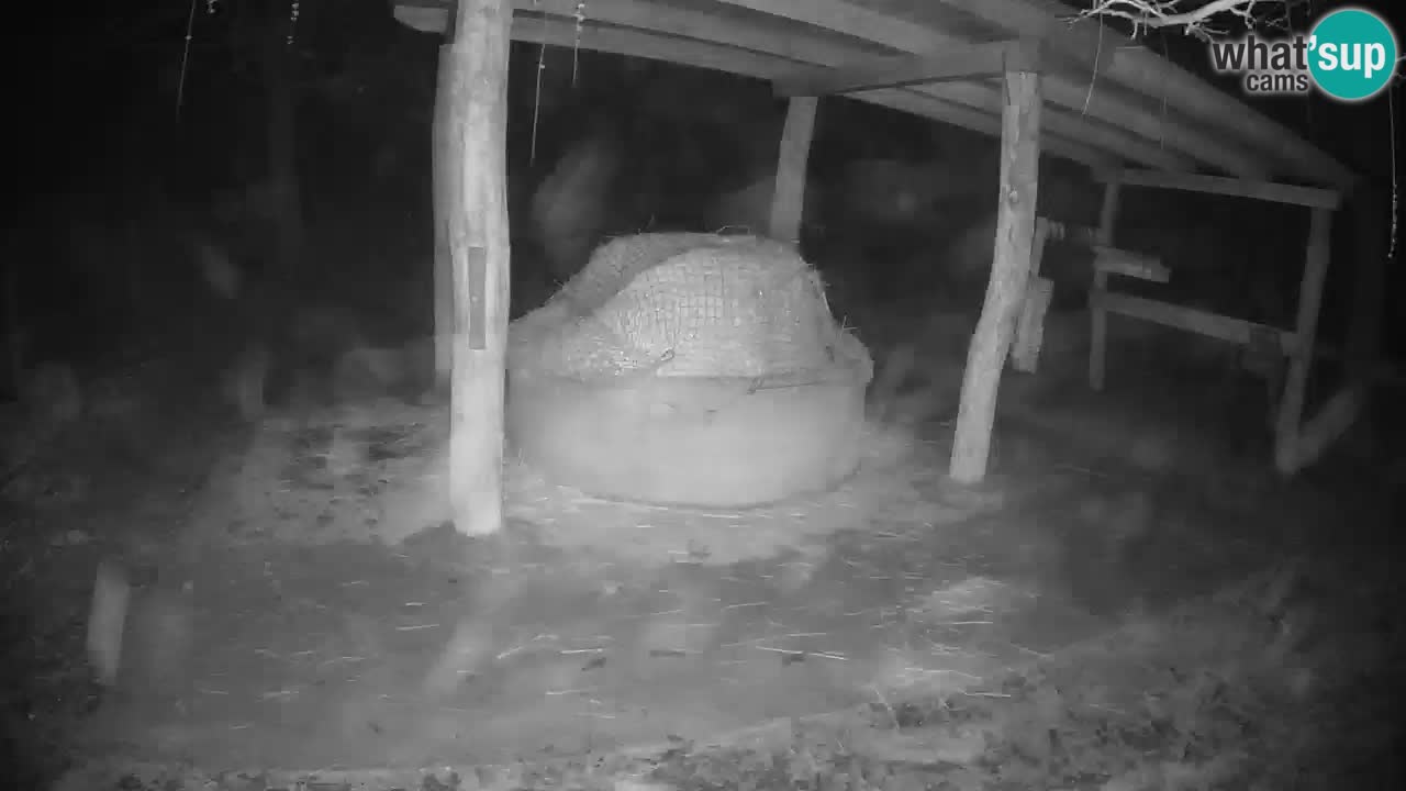 Web kamera uživo Zebras u ZOO Ljubljana – Slovenija