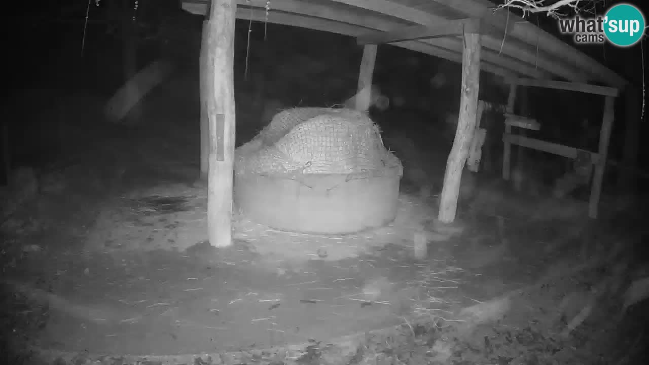 Live Webcam Zebras in Ljubljana ZOO – Slowenien