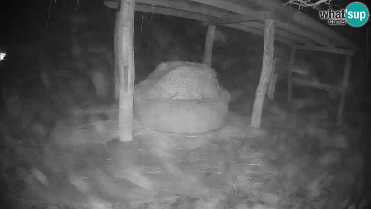 Live webcam Zebras in Ljubljana ZOO – Slovenia