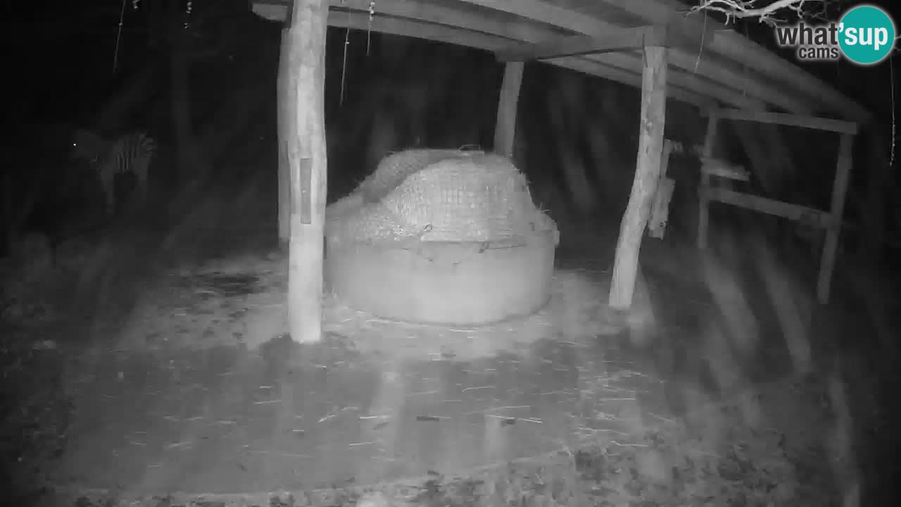 Le Zebre nello ZOO di Ljubljana – Slovenia Live webcam