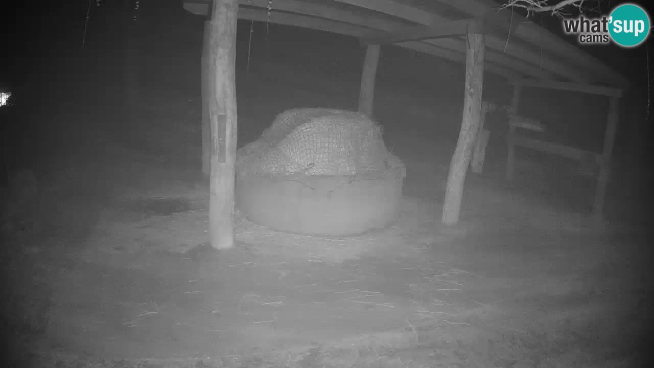 Live Webcam Zebras in Ljubljana ZOO – Slowenien