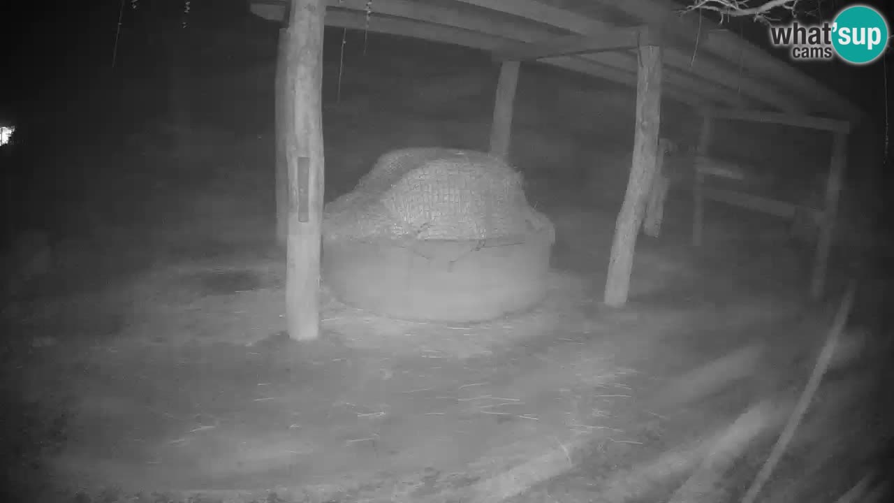 Zebre v živo v živalskem vrtu Ljubljana ZOO spletne kamere