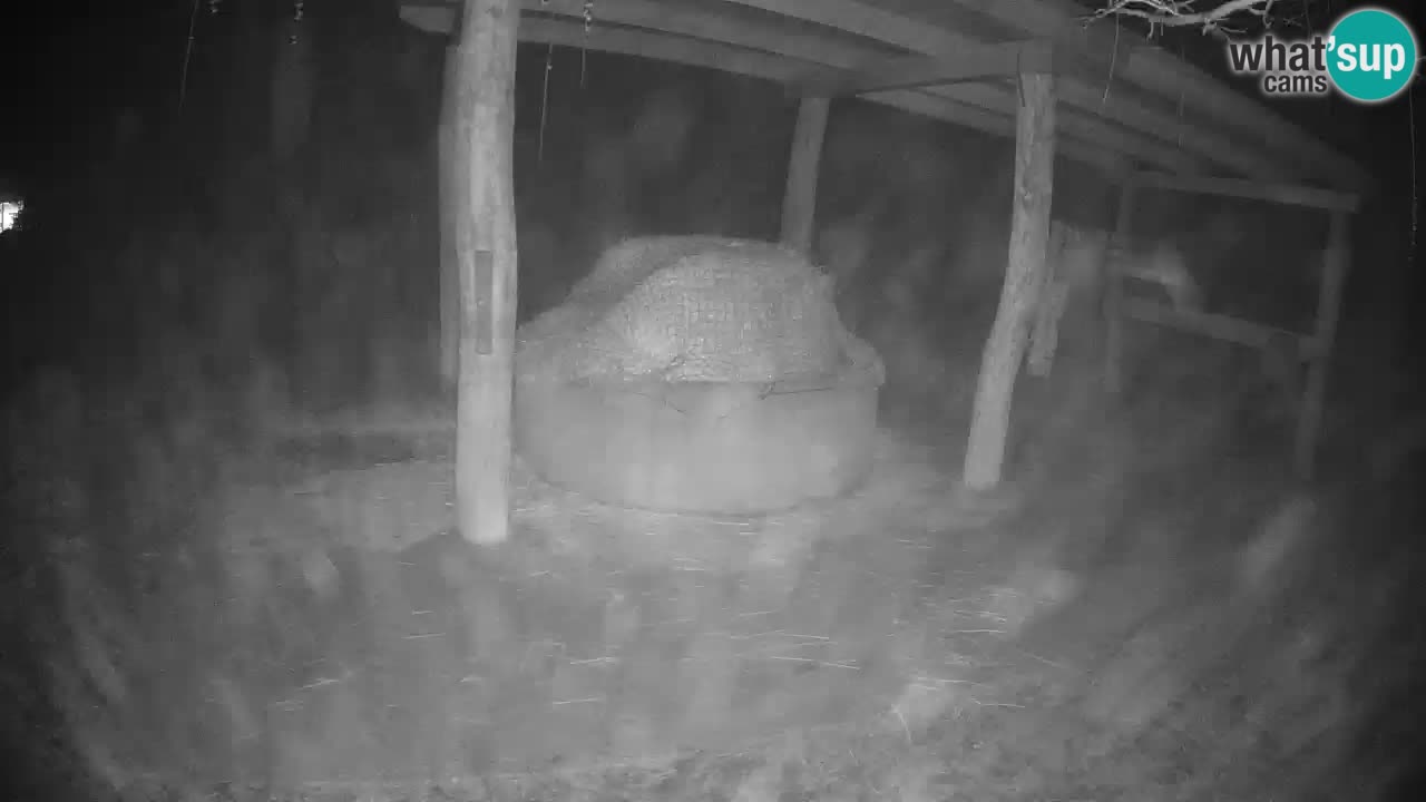 Web kamera uživo Zebras u ZOO Ljubljana – Slovenija