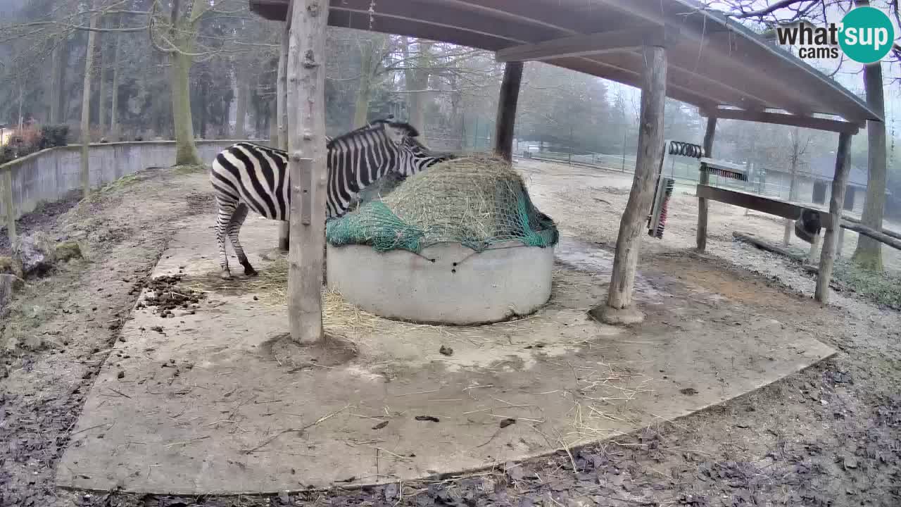 Web kamera uživo Zebras u ZOO Ljubljana – Slovenija