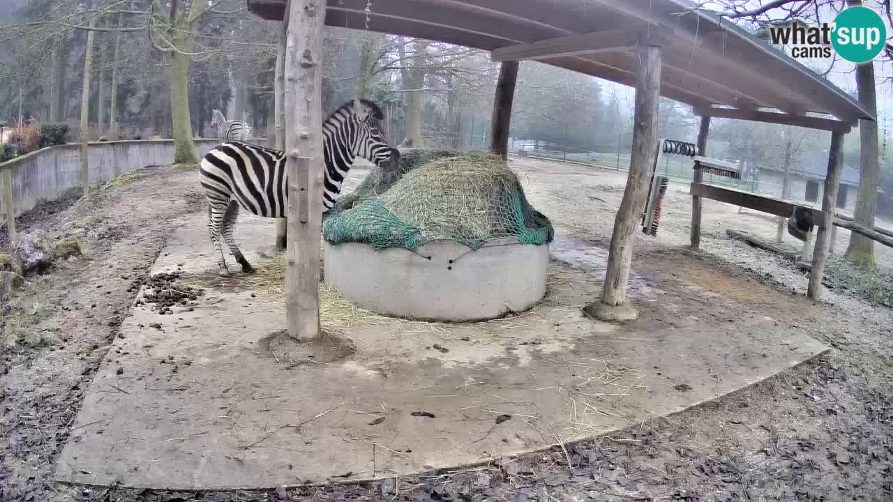 Camera en vivo Cebras in Ljubljana ZOO – Eslovenia