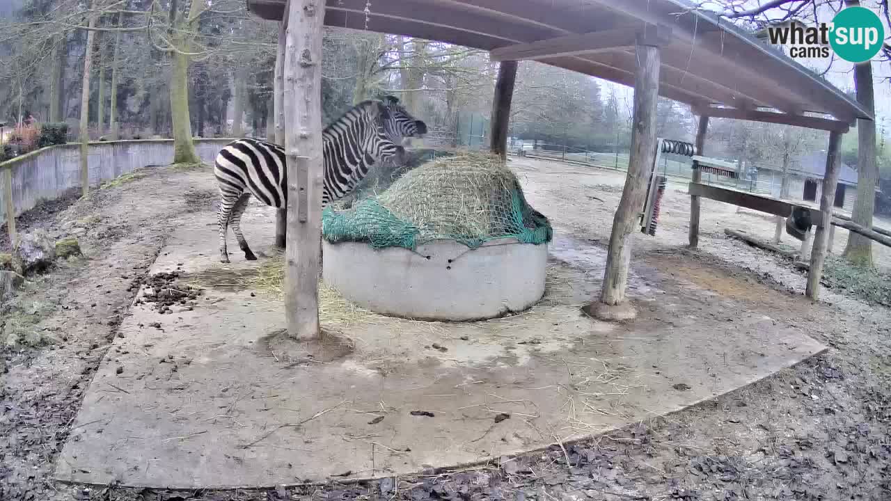 Zebre v živo v živalskem vrtu Ljubljana ZOO spletne kamere