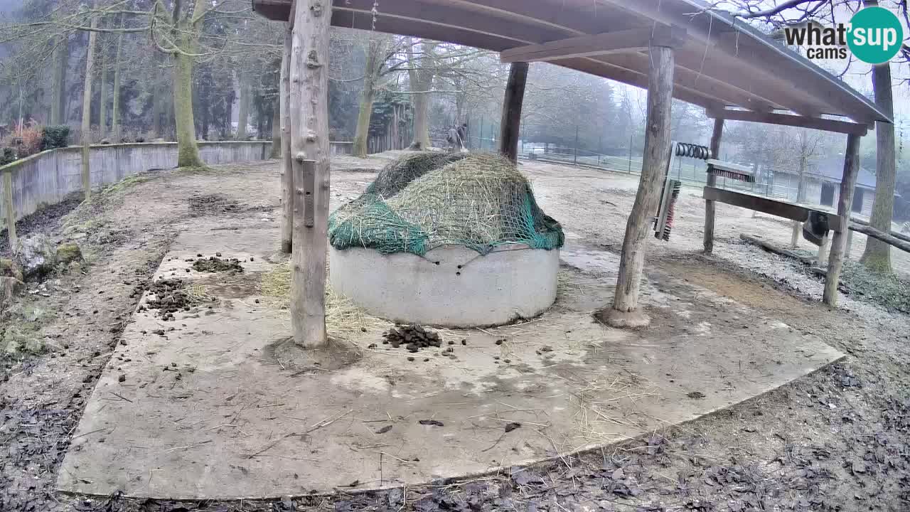 Live Webcam Zebras in Ljubljana ZOO – Slowenien