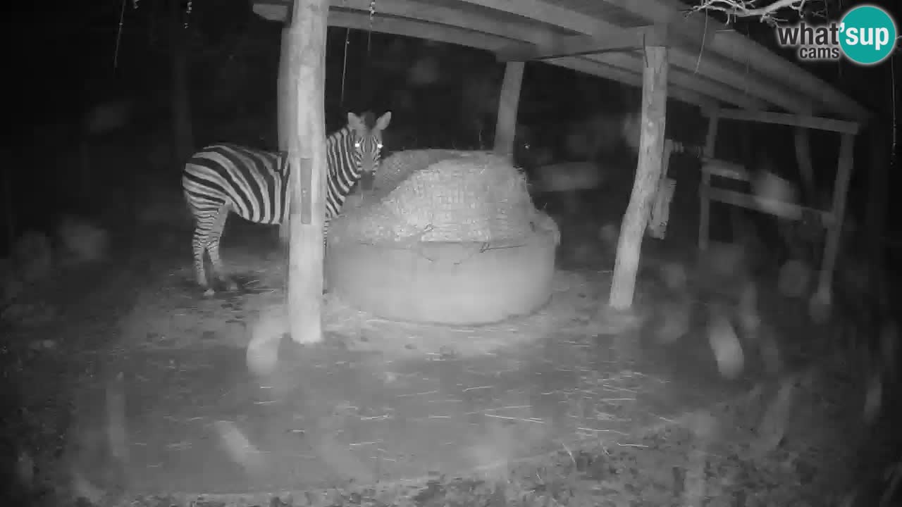 Live Webcam Zebras in Ljubljana ZOO – Slowenien