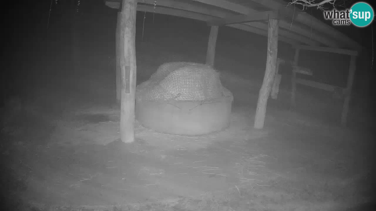 Live Webcam Zebras in Ljubljana ZOO – Slowenien