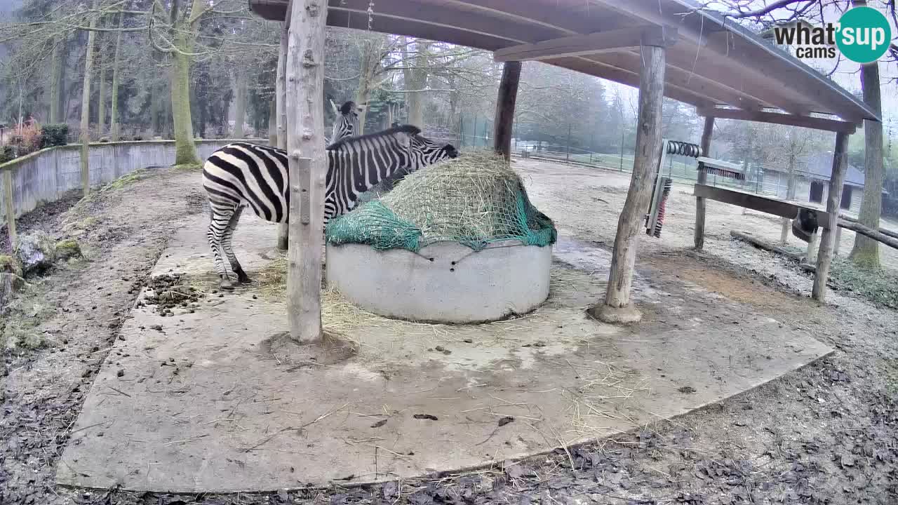 Live Webcam Zebras in Ljubljana ZOO – Slowenien
