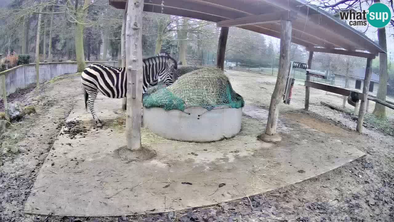 Web kamera uživo Zebras u ZOO Ljubljana – Slovenija