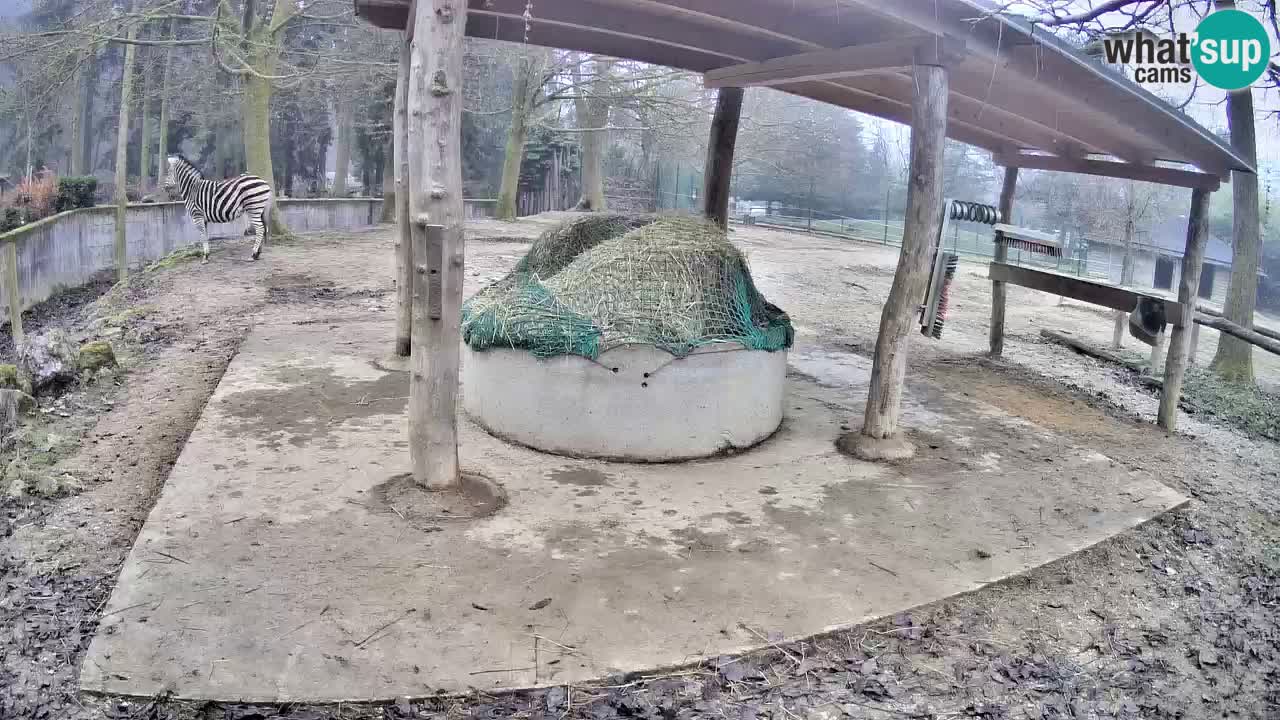 Web kamera uživo Zebras u ZOO Ljubljana – Slovenija
