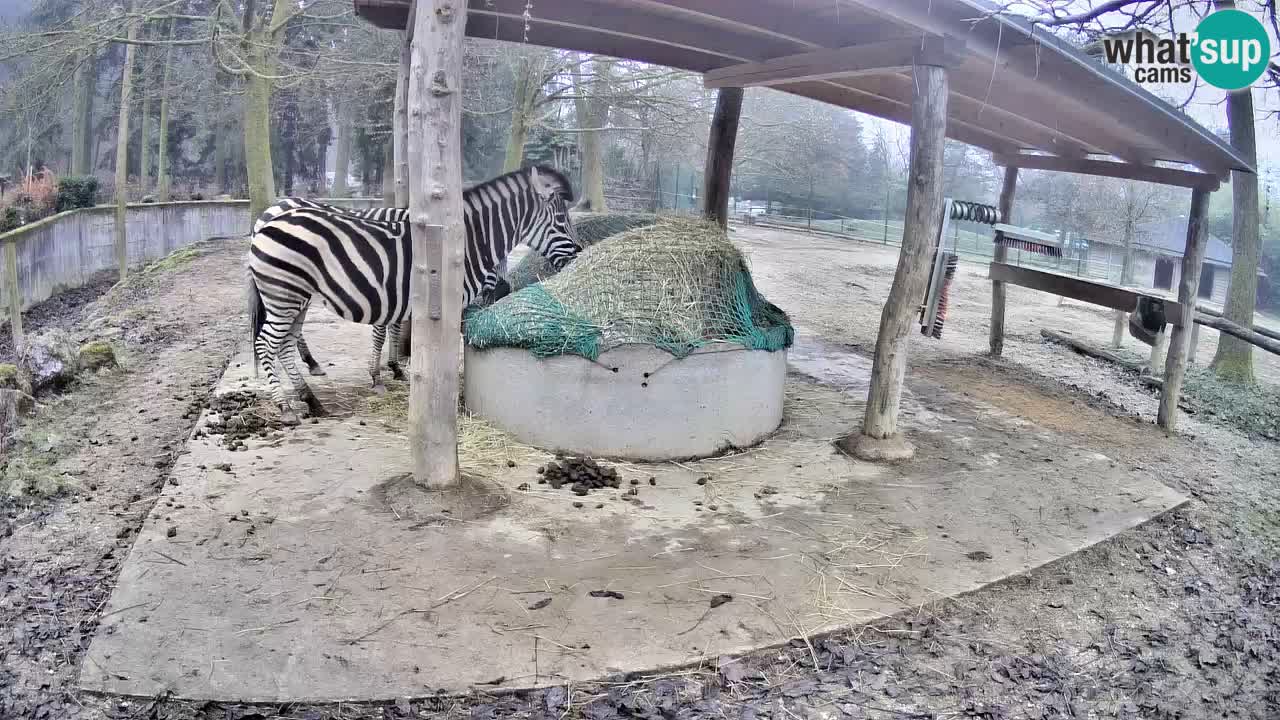 Live webcam Zebras in Ljubljana ZOO – Slovenia