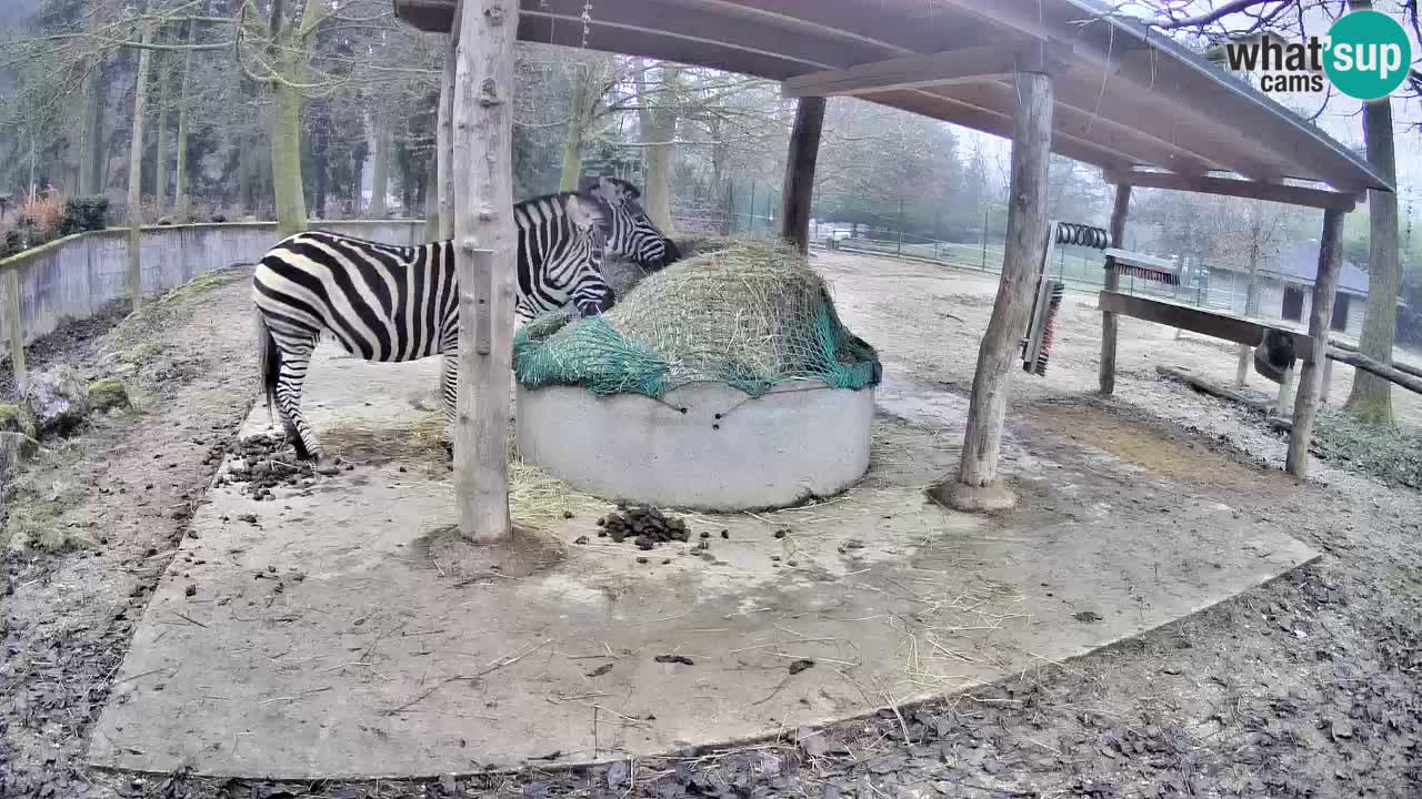 Live webcam Les zèbres in Ljubljana ZOO – Slovénie