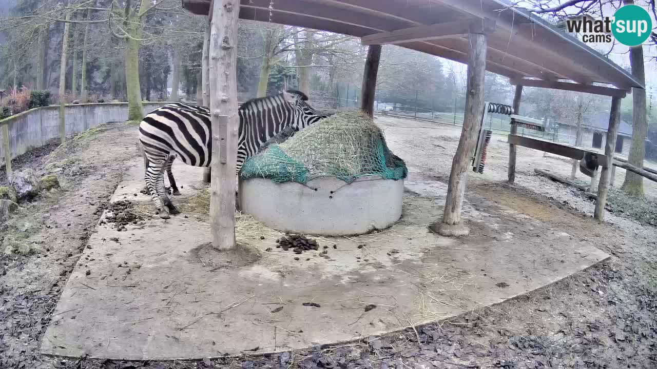 Live webcam Zebras in Ljubljana ZOO – Slovenia