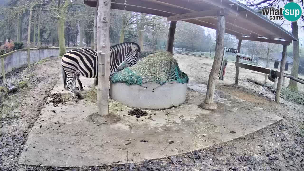 Live webcam Zebras in Ljubljana ZOO – Slovenia