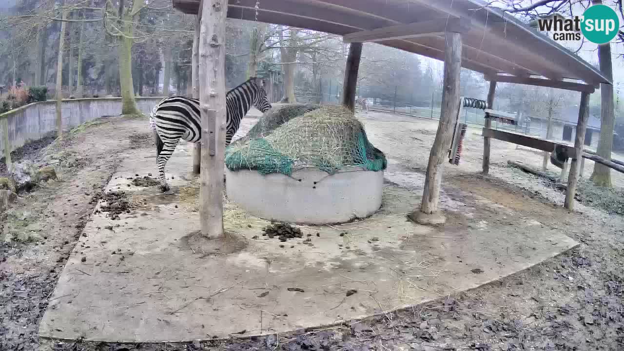 Live Webcam Zebras in Ljubljana ZOO – Slowenien