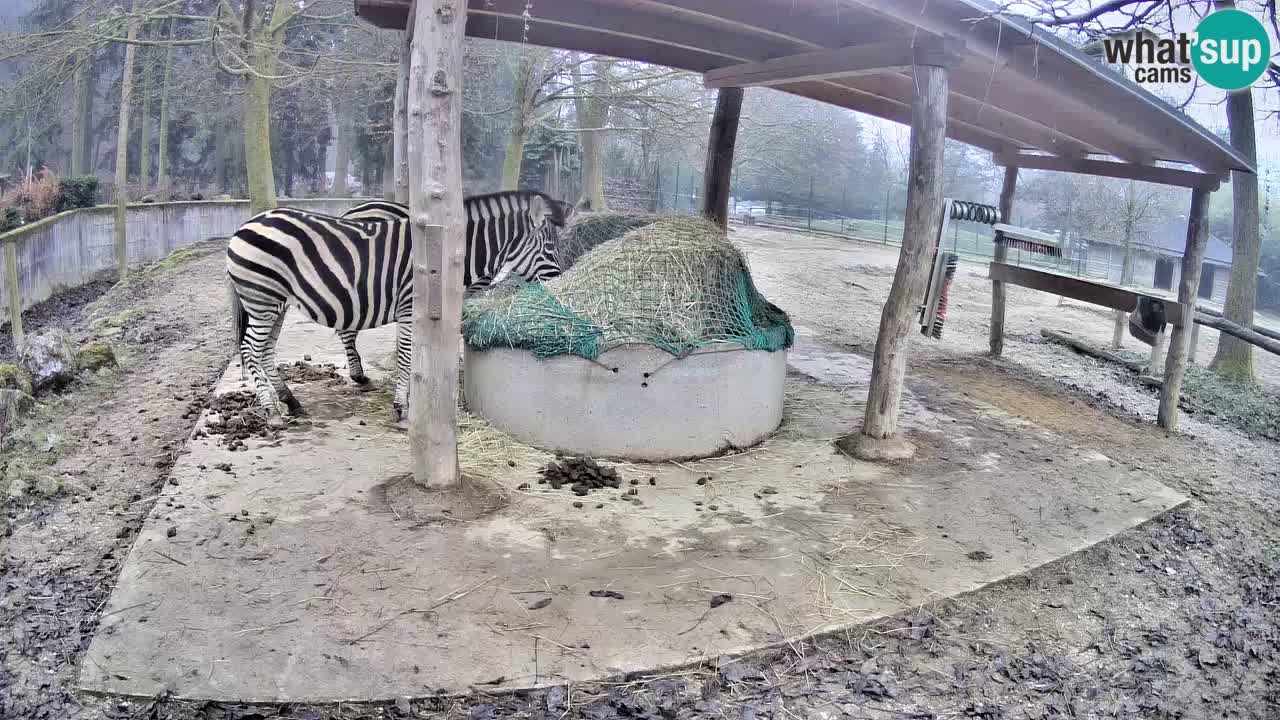 Live Webcam Zebras in Ljubljana ZOO – Slowenien