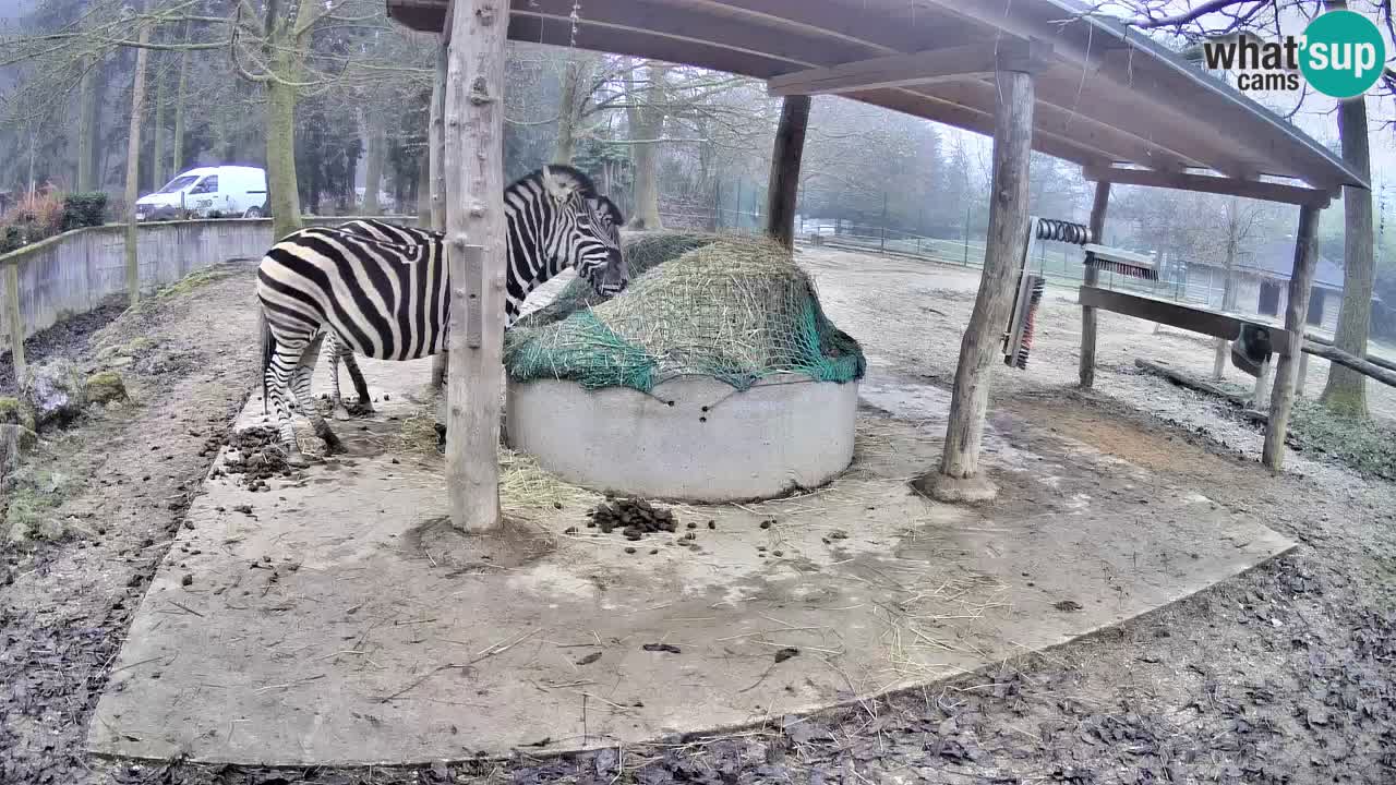 Camera en vivo Cebras in Ljubljana ZOO – Eslovenia