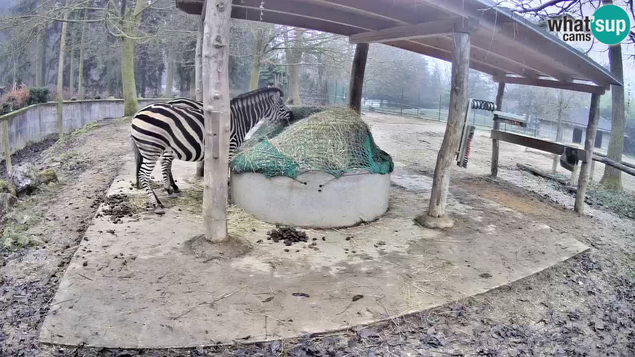 Camera en vivo Cebras in Ljubljana ZOO – Eslovenia