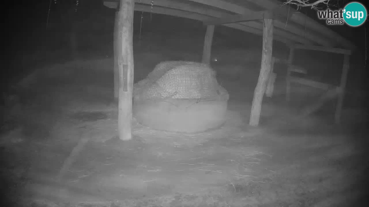 Camera en vivo Cebras in Ljubljana ZOO – Eslovenia