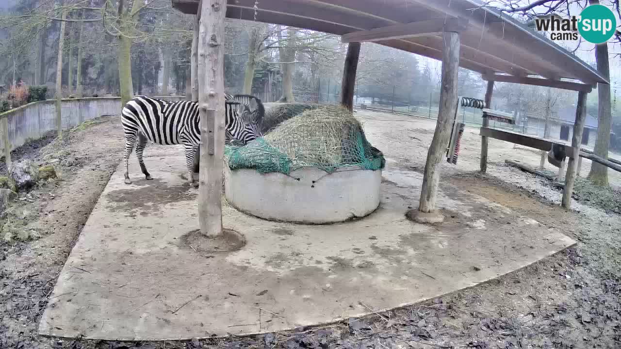 Camera en vivo Cebras in Ljubljana ZOO – Eslovenia