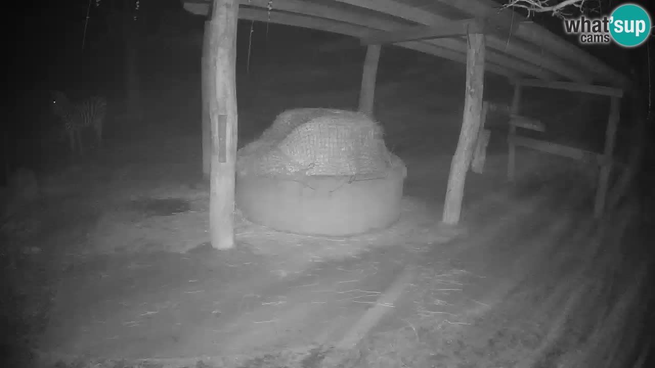 Live Webcam Zebras in Ljubljana ZOO – Slowenien