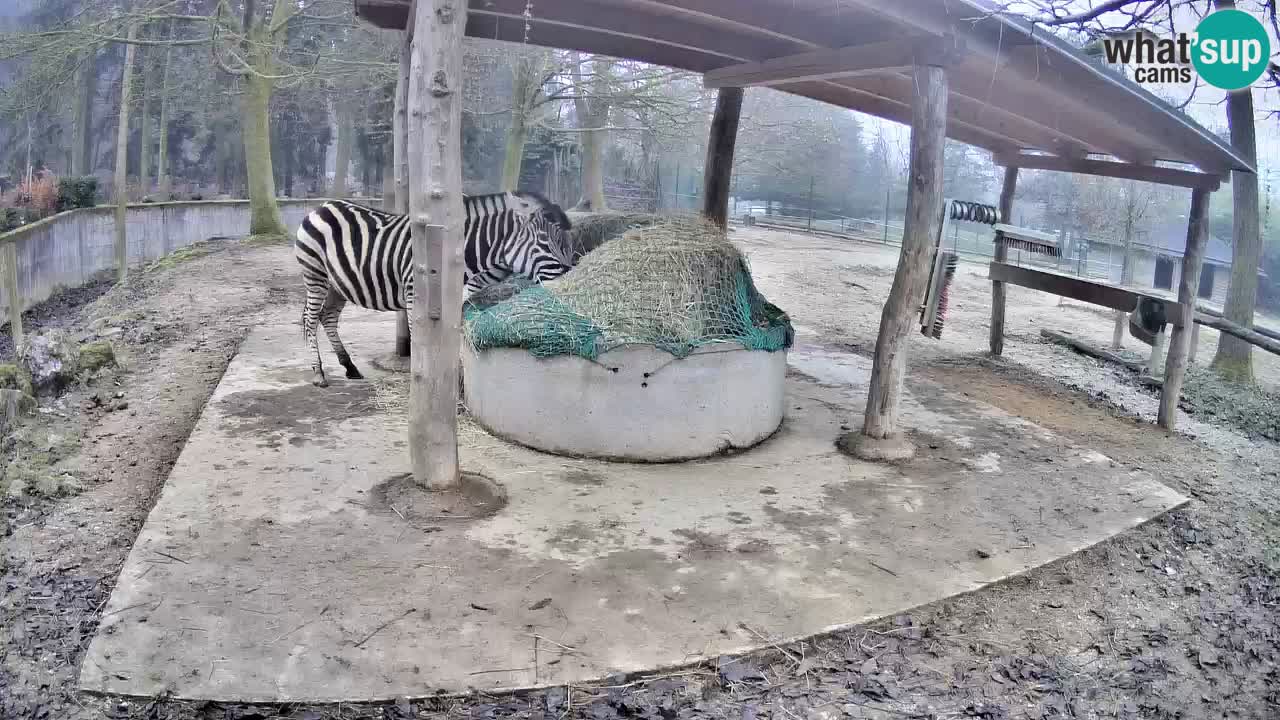 Live webcam Zebras in Ljubljana ZOO – Slovenia