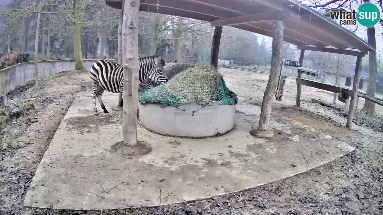 Live webcam Zebras in Ljubljana ZOO – Slovenia