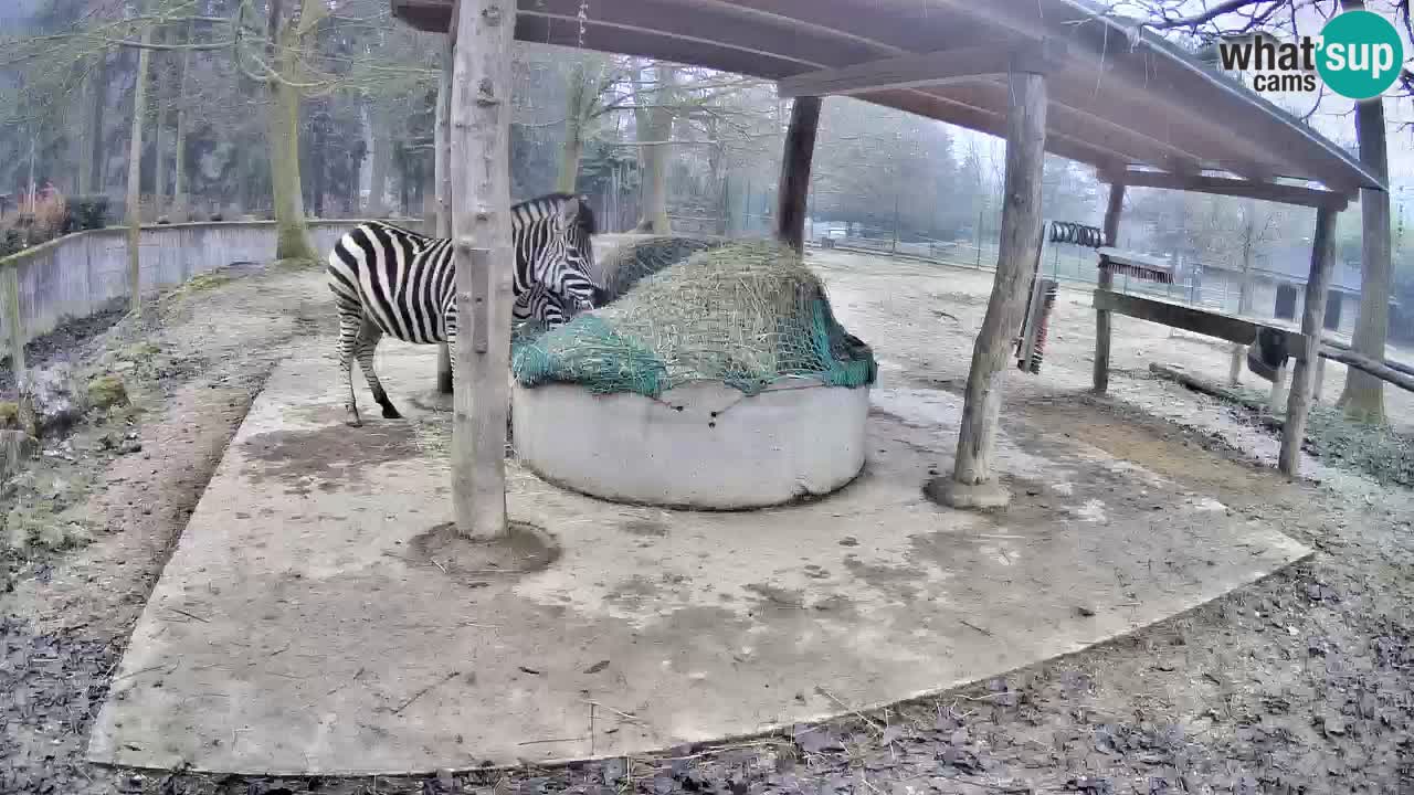 Zebre v živo v živalskem vrtu Ljubljana ZOO spletne kamere