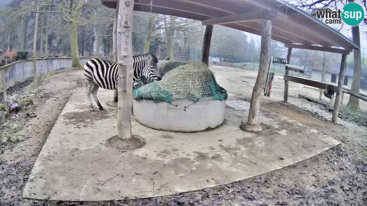 Live Webcam Zebras in Ljubljana ZOO – Slowenien