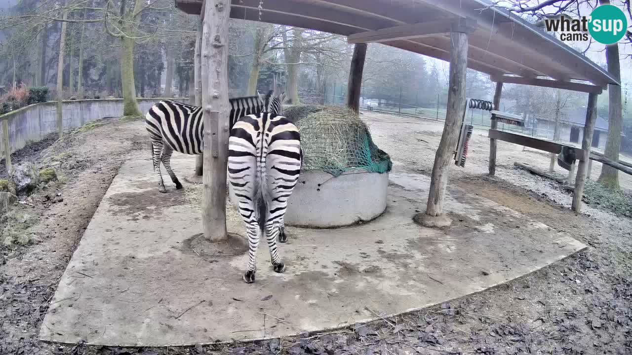 Zebre v živo v živalskem vrtu Ljubljana ZOO spletne kamere