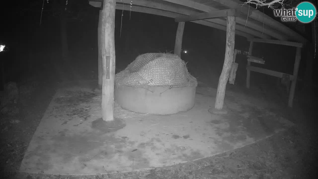 Live webcam Zebras in Ljubljana ZOO – Slovenia